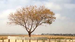 Kibbutz Alumim - Israel - בארות יצחק הישנה