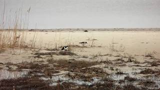 Oystercatchers / Кулики-сороки / Jūras žagatas