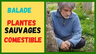 Balade à domicile : PLANTES SAUVAGES COMESTIBLES