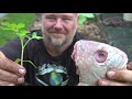 What Happens When You Bury a Fish Head Under a Tomato Plant