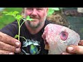 What Happens When You Bury a Fish Head Under a Tomato Plant?