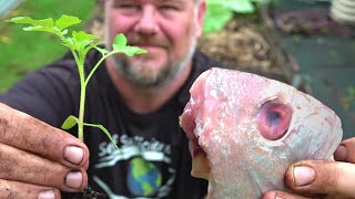 What Happens When You Bury a Fish Head Under a Tomato Plant?