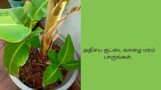 short banana tree.அதிசய குட்டை வாழை மரத்தை பாருங்கள்.🥰🥰