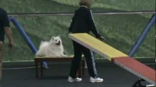 American Eskimo "Edward" AKC Agility Standard Debut