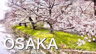 【Cherry blossoms】Osaka 2022 Sakura tree viewing in full blossom　大阪