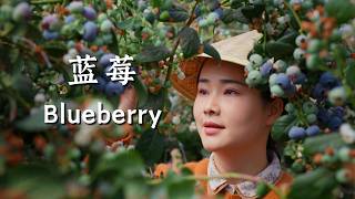 Yunnan Blueberries — plateau “sapphires” bringing juicy sweetness to the table.【滇西小哥】
