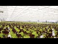 Hydroponic | Lettuce