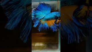 Top Grade and Quality bettas available @rebelpets5121 ❤️ #betta #youtubeshorts #bettafish