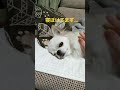 愛犬チワワの舌ベロはどこへ shorts