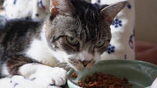 一瞬で投薬完了！一生懸命カリカリやササミを食べるリキちゃんがとってもかわいい　～2月１日の様子～【リキちゃんねる　猫動画】 キジトラ猫のいる暮らし