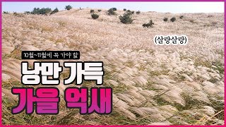 살랑살랑 움직이는 억새 🌾 가을 최고의 여행지는 이곳이죠.