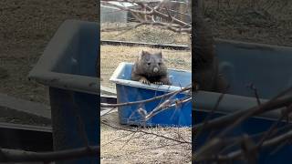 2024.2.17 シェルター遊びが上手なユキちゃん☺️ (#五月山動物園 #ウォンバット #ユキちゃん)