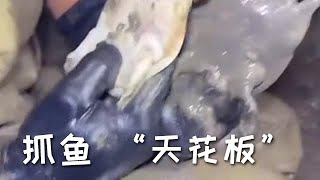 【戶外捕魚vlog】哇塞！南豐兄弟抓魚奇遇，一窩甲魚打破抓魚 「天花板」！