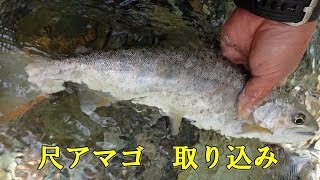 尺アマゴ取り込み　【四国の渓流釣り 動画遡行記】