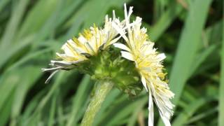 花茎の先に２つの花を咲かせるシロバナタンポポ