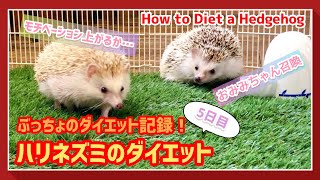 【ハリネズミ】ハリネズミのダイエット記録！【5日目】｜Hedgehog Diet Record!  DAY5