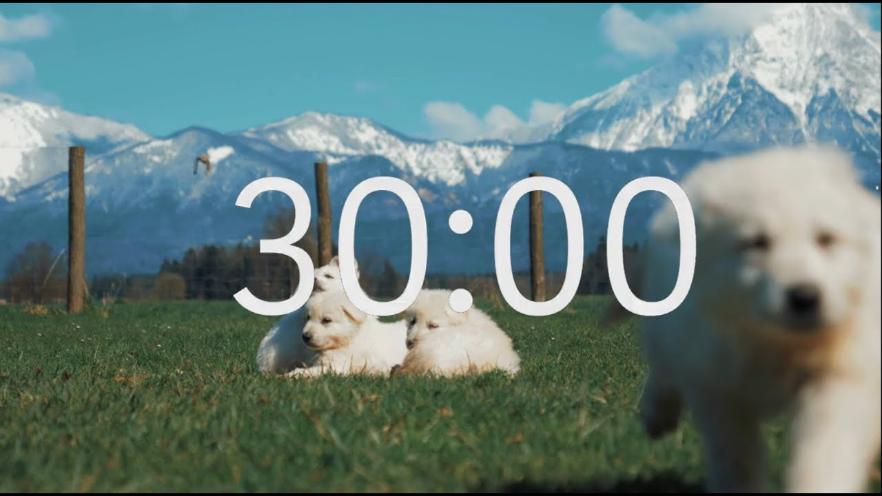 30 Minute Timer With Relaxing Music Puppy Theme Youtube