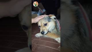 Rescue a dog with two broken legs that was abandoned by its owner #doglovers #pets #animals #rescue