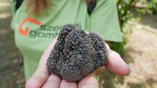 Cultivating the King of Mushrooms - Pannon Truffle