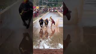 ಕಂಬಳ | Kambala 🔥 ❤️ ತುಳುನಾಡು|Tulunadu