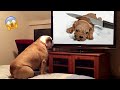 Dog Reaction to Cutting Cake 🐶 - Funny Dog Cake Videos | Pets Island