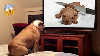 Dog Reaction to Cutting Cake 🐶 - Funny Dog Cake Videos | Pets Island