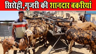 सिरोही गुजरी की शानदार बकरियां।। Sirohi Gujri Ki Bakri।Jai Maa Bhawani Ajmer ।