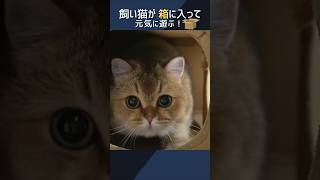 飼い猫が箱に入って元気に遊ぶ！