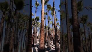 Burned Palm Tree Nursery near Valencia