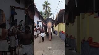 കീഴുട്ട് ശ്രീകണ്ഠൻ ✨|| Keezhoot sreekandan || kerala elephant #shortvideo #elephant