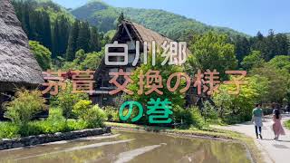 🌀日本の風景#619 白川郷SHIRAKAWAGO・明善寺　茅葺 交換の様子の巻