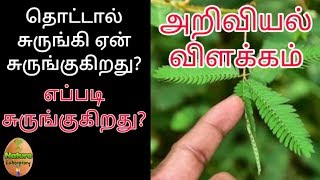 தொட்டால் சுருங்கி தாவரம் ஏன் சுருங்குகிறது | மூலிகை | Why Mimosa pudica  react Our touch? Tamil