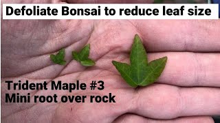 Bonsai Trident Maple Defoliation #3 Spring - ramification reduce leaf size