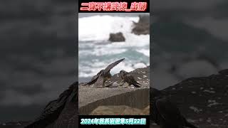 SP110_幼的迫降E05_二寶不講武德_出腳_2024酋長岩遊隼_5月22日