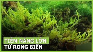 Nâng cao thu nhập từ nuôi trồng rong biển | VTC16