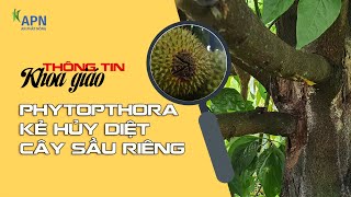 APN - PHYTOPTHORA KẺ HỦY DIỆT CÂY SẦU RIÊNG - THÔNG TIN KHOA GIÁO KỲ 1