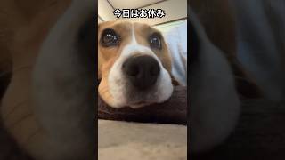 お休みの飼主とビーグル犬 #beagle #いぬ #いぬのいる生活