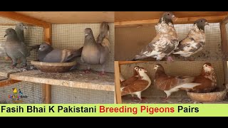 Fasih Bhai K Pakistani Breeding Pigeons Pairs With Zain Khalifa - Breeding Pigeons LOFT in Pakistan