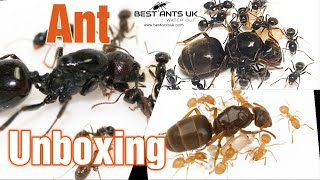 Best Ants UK Ant Unboxing + Giveaway