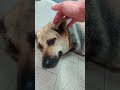 Сытый голодного не разумеет thailand phuket жизнь cool юмор dog смешно 7eleven интересно