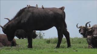 ナイロビ国立公園の動物たち（Nairobi National Park）