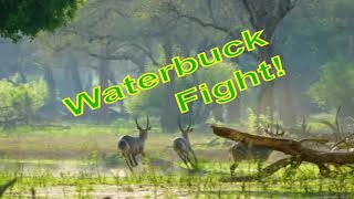 Intense Waterbuck Rivalry: Battle for the Affection of a Female waterbuck #africa #wildlife