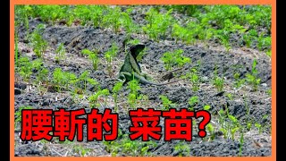 【吳小珍】腰斬…來不及長大的菜苗! 農民通報，盡力移除！綠鬣蜥不是惡龍，不要把牠污名化！但是～有害外來入侵種，就是要移除！(iguana removal lizard berburu biawak)