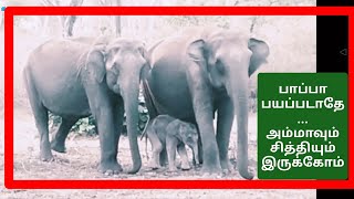 குட்டியானை தன் குடும்பத்துடன் உலா... Baby elephant strolling with his family...don't be afraid