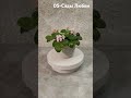 ds Сады Любви💕 фиалкацветёт flowers фиалк фиалки home растения цветы