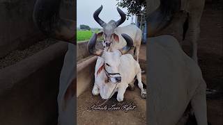 wow beautiful শিং ওলা গরু 🔥🤗🐂#cow #animals #shorts #viralvideo #foryou #2024