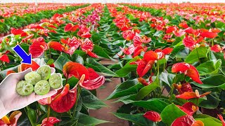 I used it to water the plants  Anthurium grows fast and flowers all year round | Natural Fertilizer