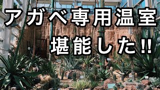 【東山動植物園】国内トップクラスの温室でアガベを見て来た‼︎