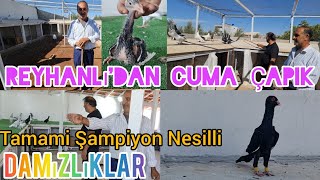 Şampiyon Nesilli Damızlık güvercin kümesi Hatay Reyhanlı'dan Cuma Çapik#aksoyfiloelvanguvercinleri