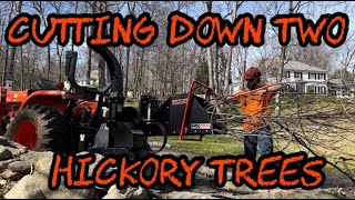 #215   Two Quick Hickory Tree Removals After Work